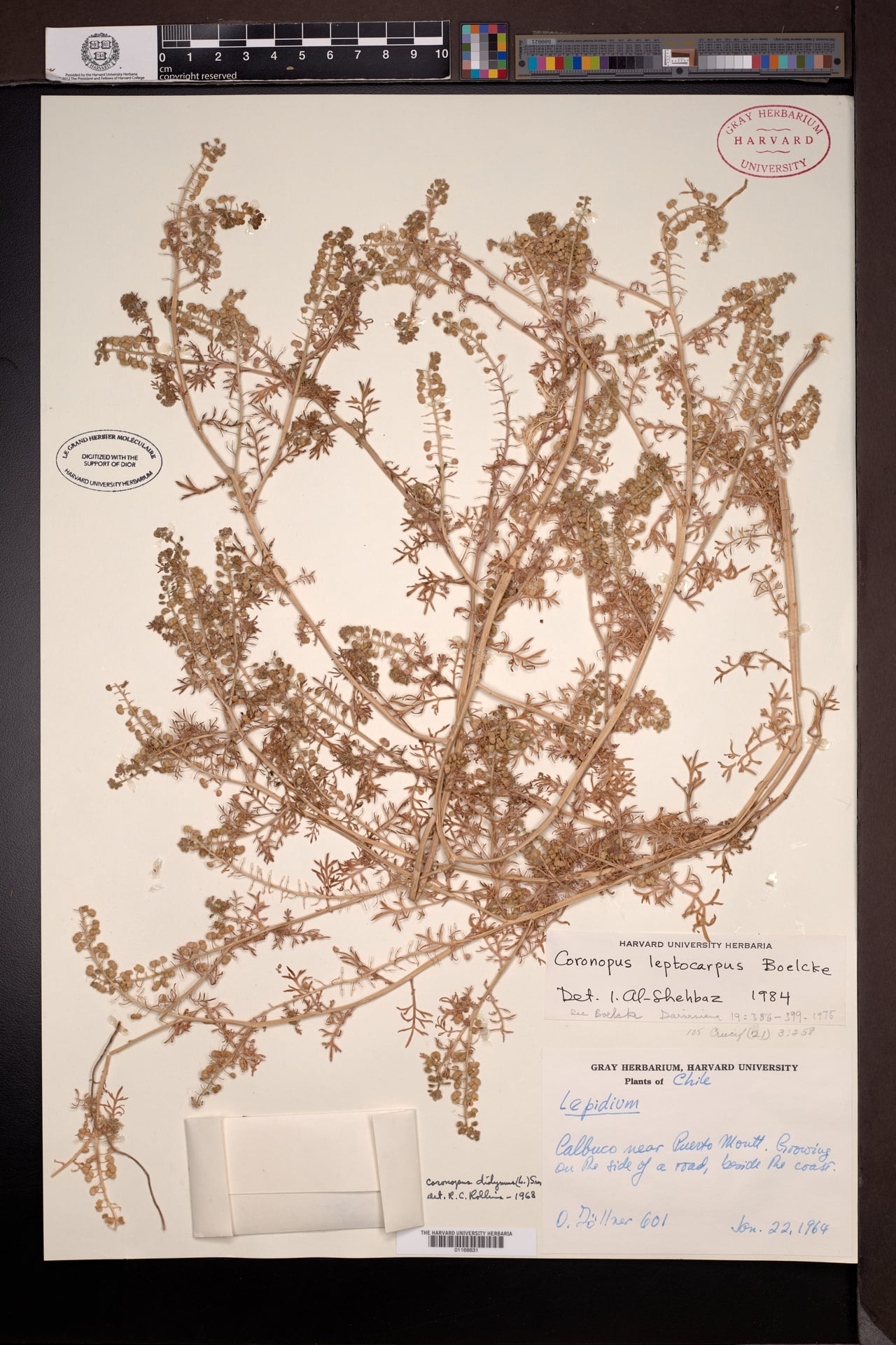 Lepidium pseudodidymum — photo