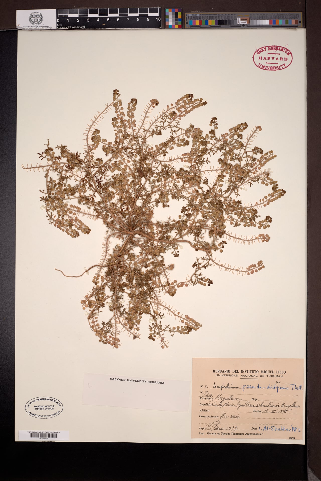 Lepidium pseudodidymum — photo