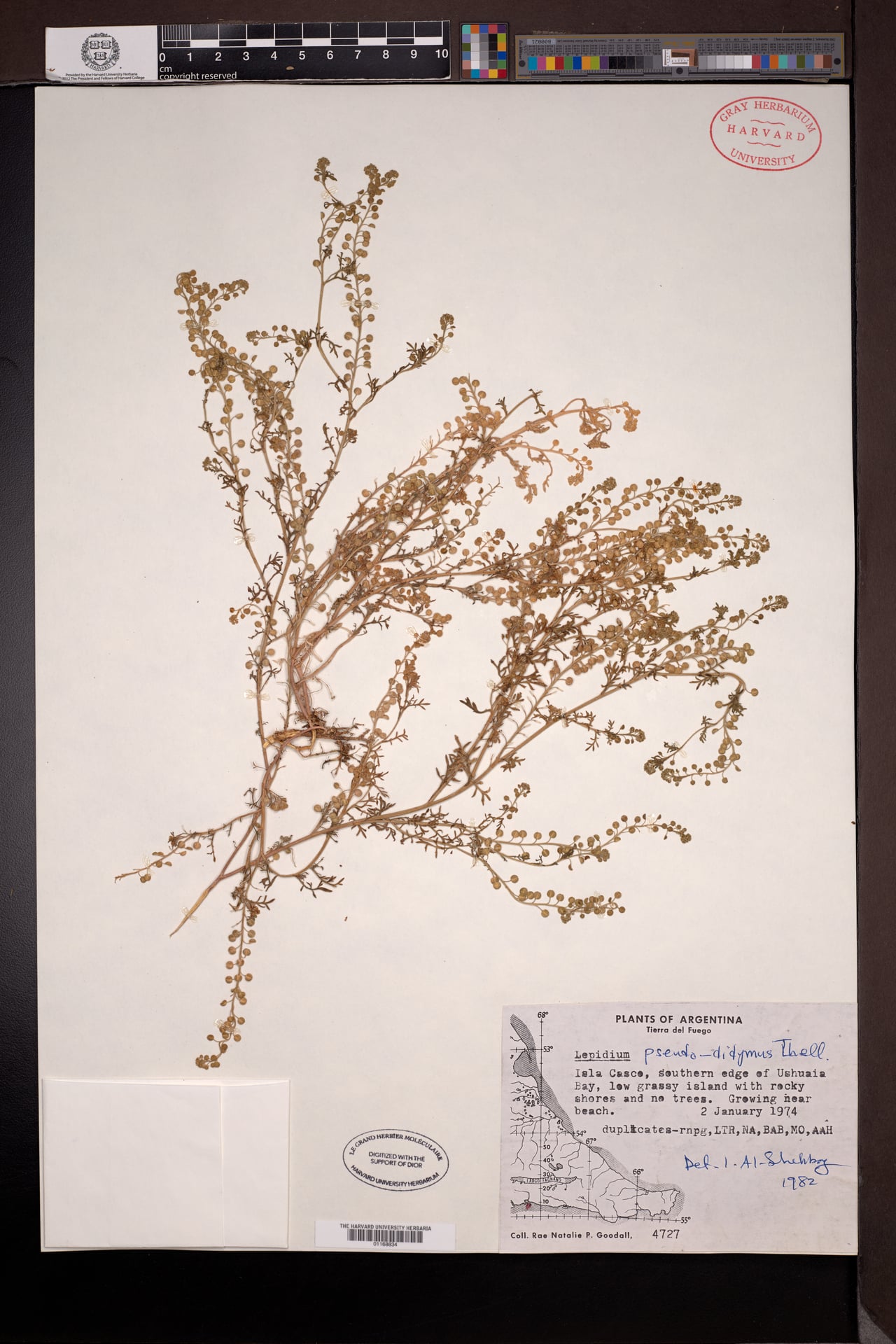 Lepidium pseudodidymum