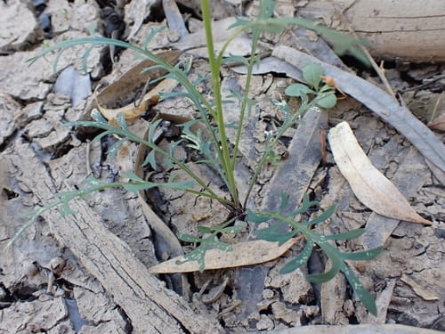 Lepidium pseudohyssopifolium (Peppercress) — photo