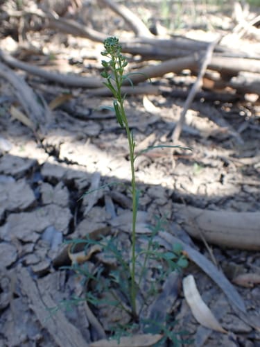 Lepidium pseudohyssopifolium (Peppercress) — photo