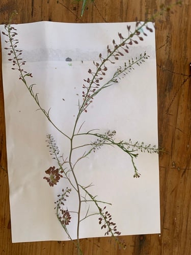 Lepidium pseudohyssopifolium