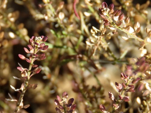 Lepidium schinzii (Pepperwort) — photo