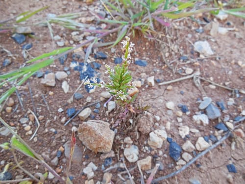 Lepidium spinosum (Pepper cress) — photo