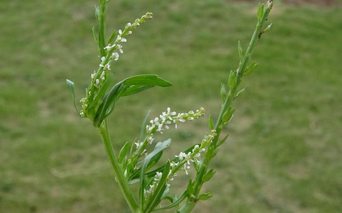 Lepidium spinosum