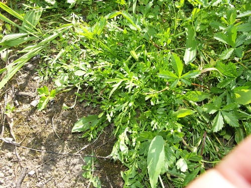Lepidium squamatum (Swine-cress) — photo