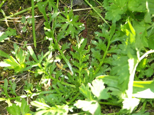 Lepidium squamatum (Swine-cress) — photo