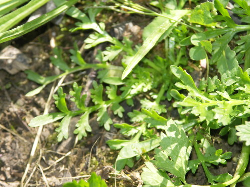 Lepidium squamatum