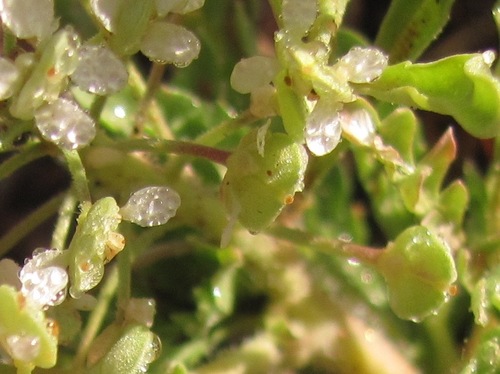 Lepidium thurberi (Thurber's pepperweed) — photo