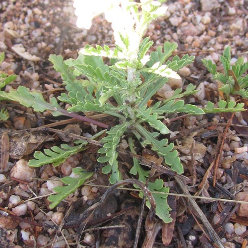 Lepidium thurberi (Thurber's pepperweed) — photo