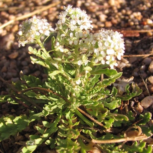 Lepidium thurberi