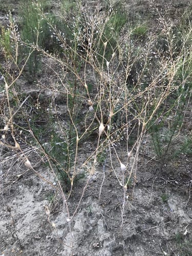 Lepidium vesicarium — photo