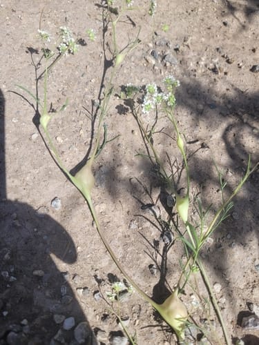 Lepidium vesicarium — photo