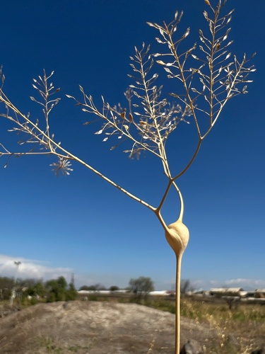 Lepidium vesicarium