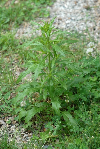 Lepidium virginicum var. menziesii (Menzies's pepperweed) — photo