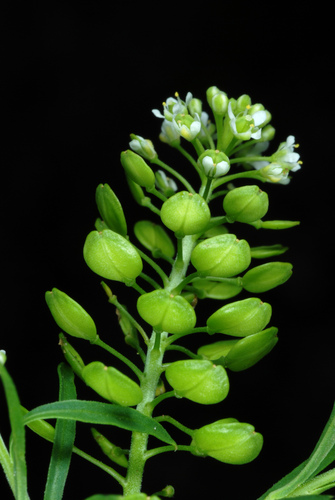 Lepidium virginicum var. menziesii (Menzies's pepperweed) — photo