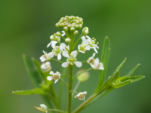 Lepidium virginicum var. menziesii