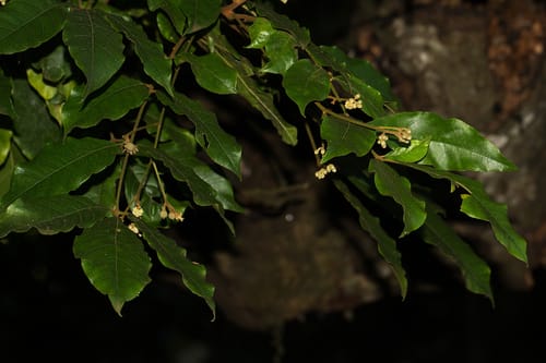 Lepidotrichilia volkensii — photo