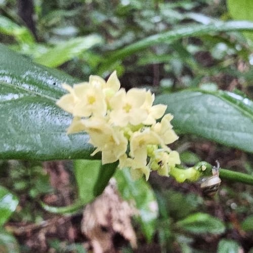 Lepionurus sylvestris (Chemperai) — photo