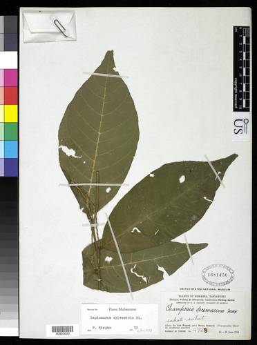 Lepionurus sylvestris