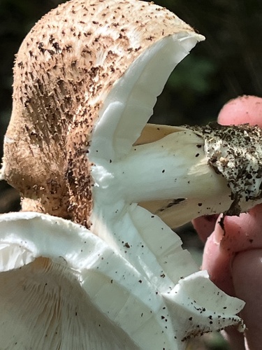 Lepiota acutesquamosa (Squarrose) — photo