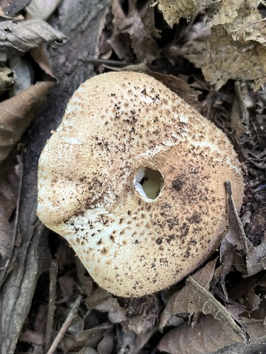 Lepiota acutesquamosa