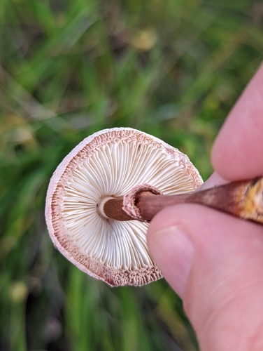 Lepiota americana — photo