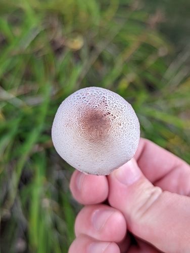 Lepiota americana