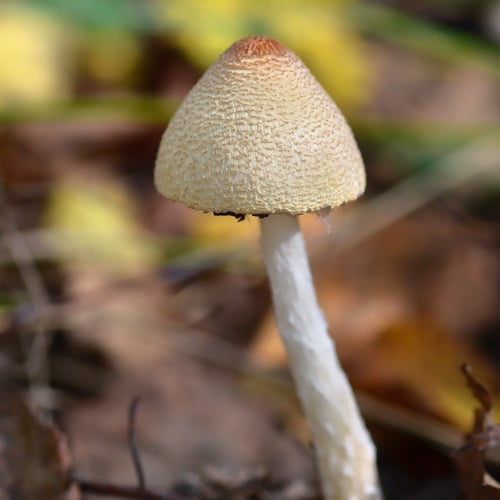 Lepiota clypeolaria — photo