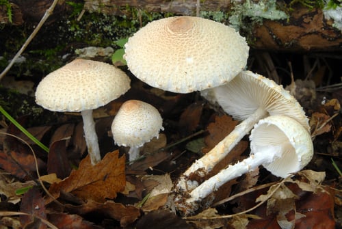 Lepiota clypeolaria — photo