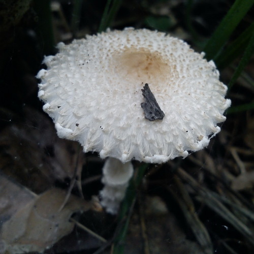 Lepiota clypeolaria