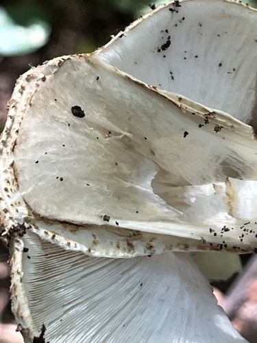Lepiota friesii — photo