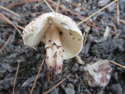 Lepiota lilacea — photo