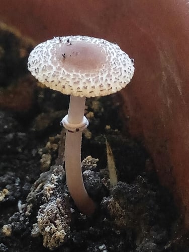 Lepiota lilacea — photo