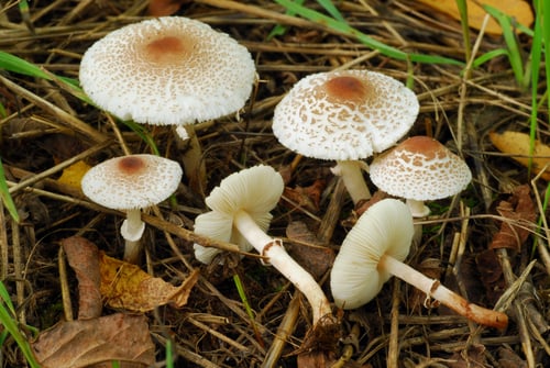 Lepiota lilacea