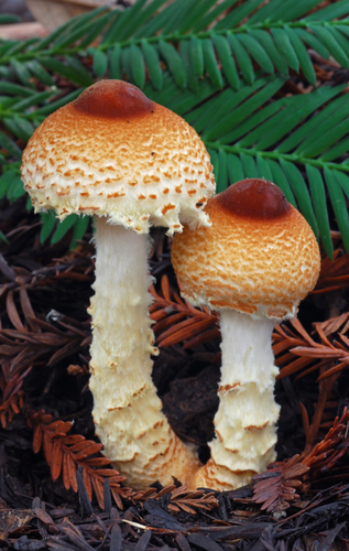 Lepiota magnispora — photo