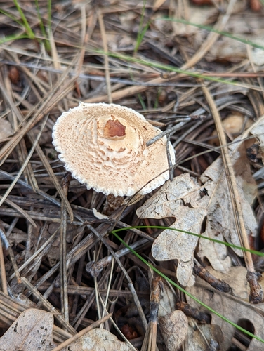 Lepiota magnispora — photo