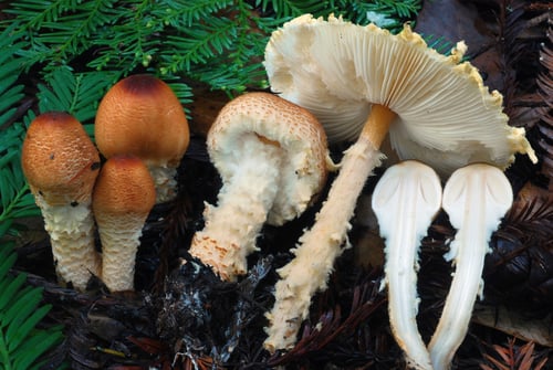 Lepiota magnispora