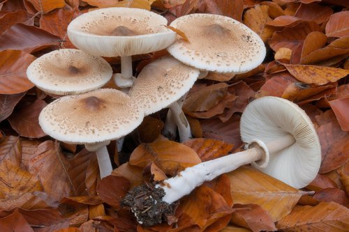 Lepiota mastoidea — photo
