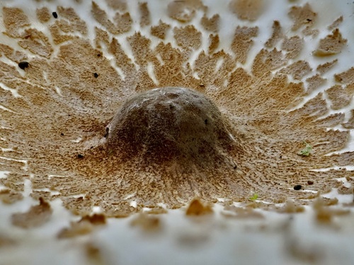 Lepiota mastoidea — photo