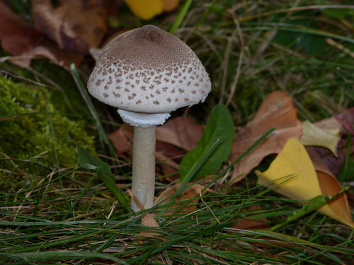 Lepiota mastoidea