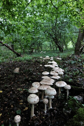 Lepiota rhacodes var. bohemica
