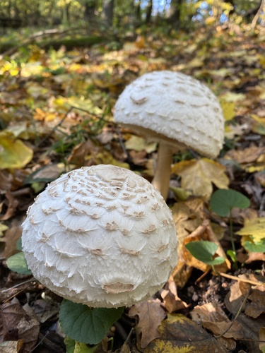 Lepiota rhacodes var. bohemica — photo