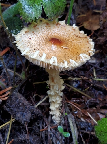 Lepiota ventriosospora — photo