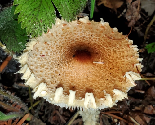 Lepiota ventriosospora — photo