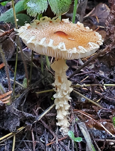 Lepiota ventriosospora