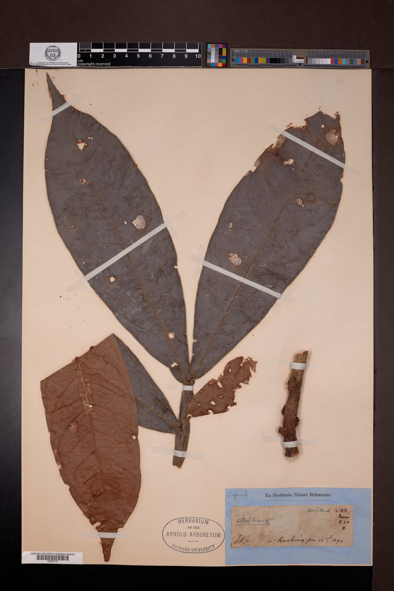Lepisanthes ramiflora (Rami lepisanthes tree) — photo