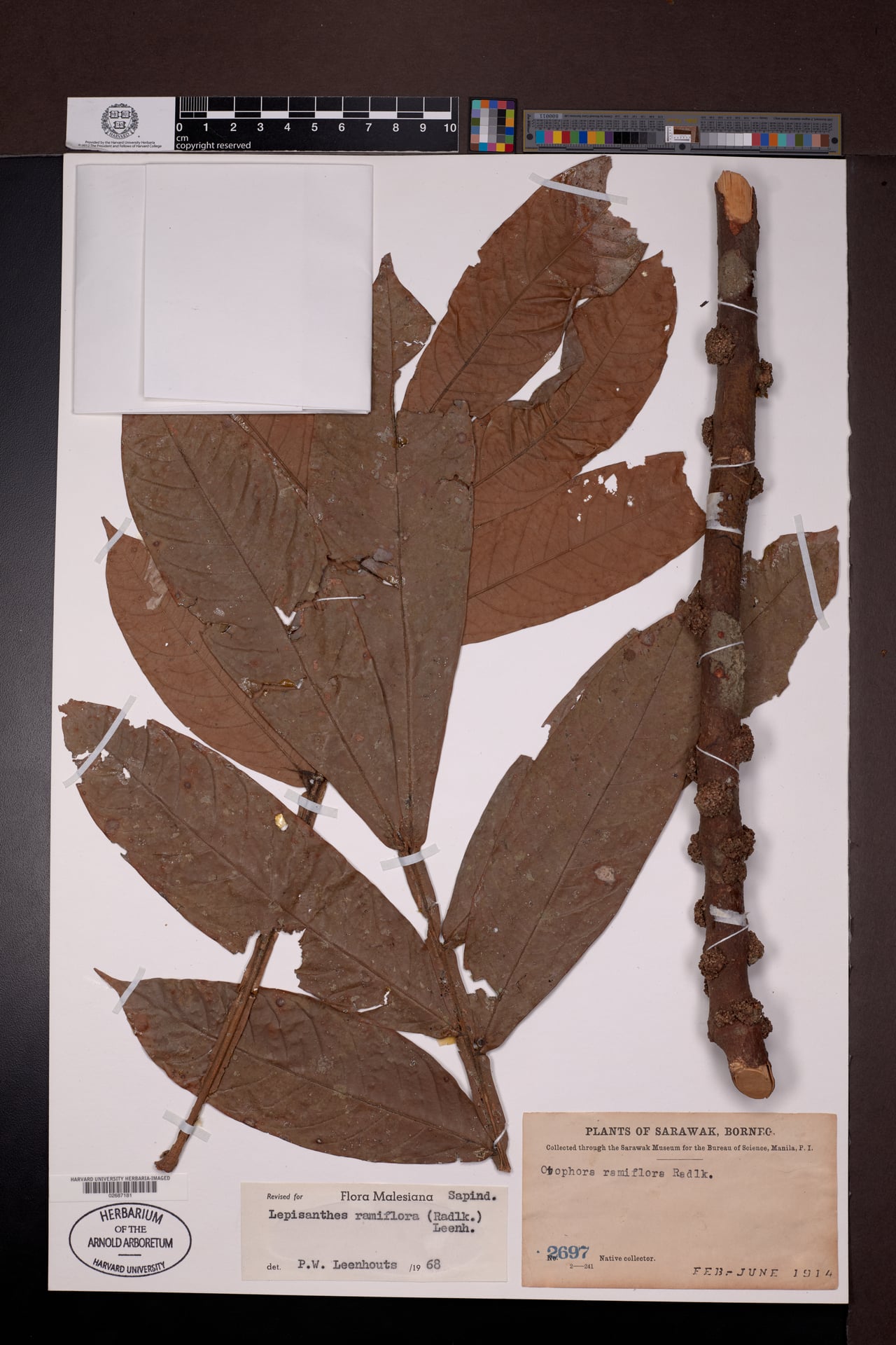 Lepisanthes ramiflora