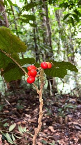 Lepisanthes senegalensis (Soapberry tree) — photo