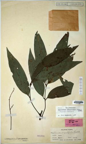 Lepisanthes senegalensis